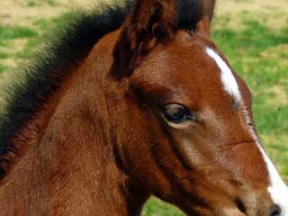 cremación individual de equinos: caballos y ponis